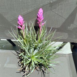 Air Plants Blooming Stricta Tillandsia Clump